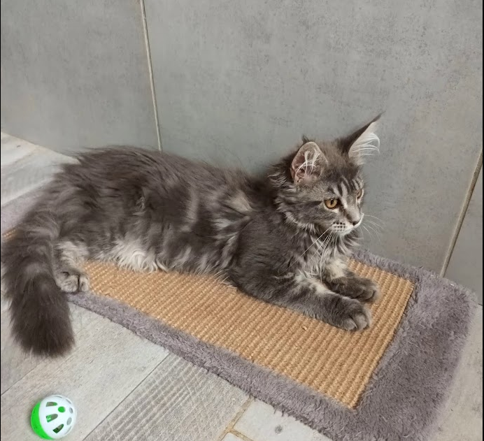 Maine Coon Loof Label Or