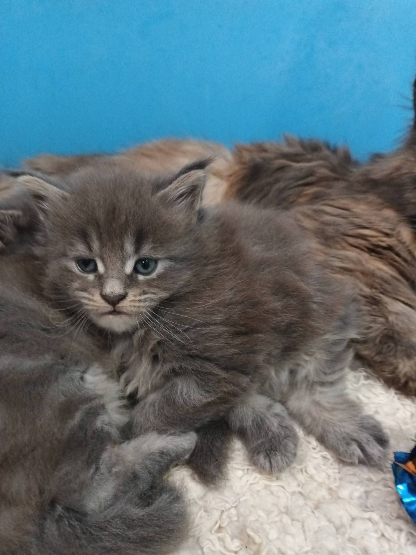 Maine Coon Loof Label Or cinquième