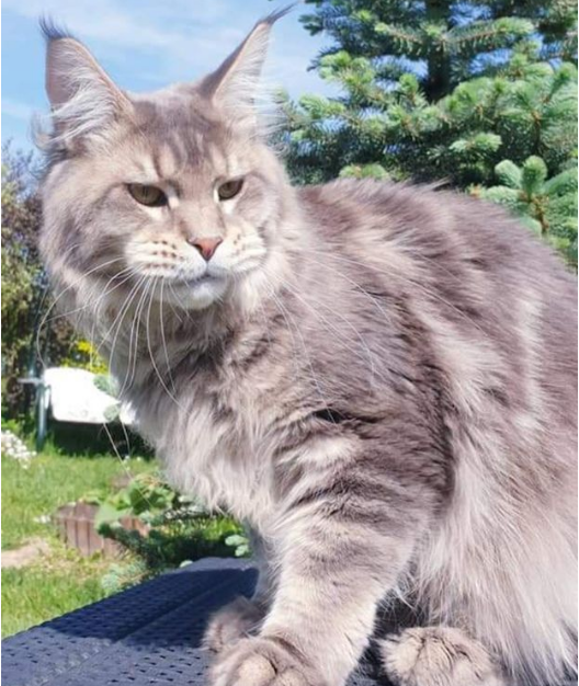 Maine Coon Loof Label Or neuvième