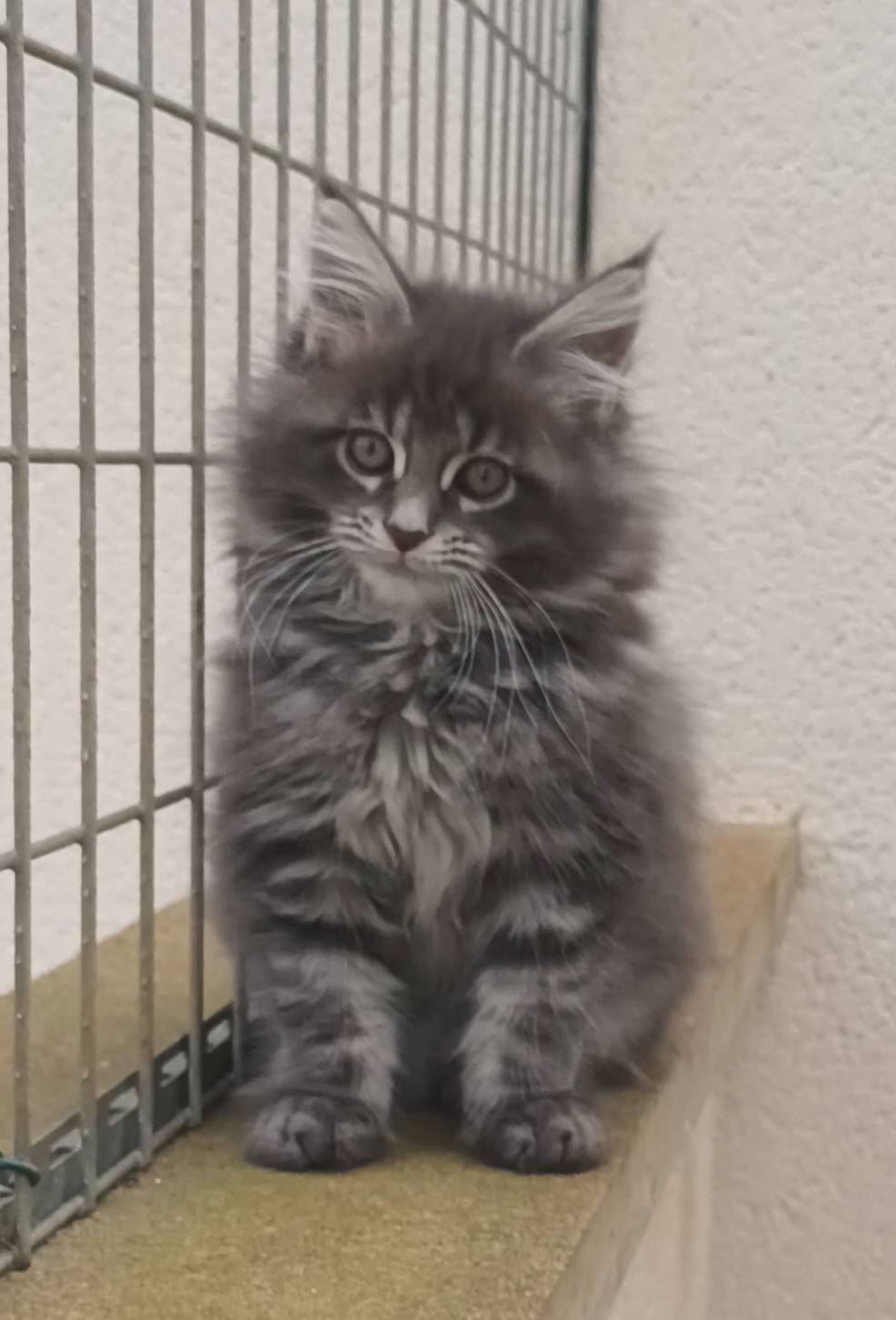 Maine Coon Loof Label Or huitième