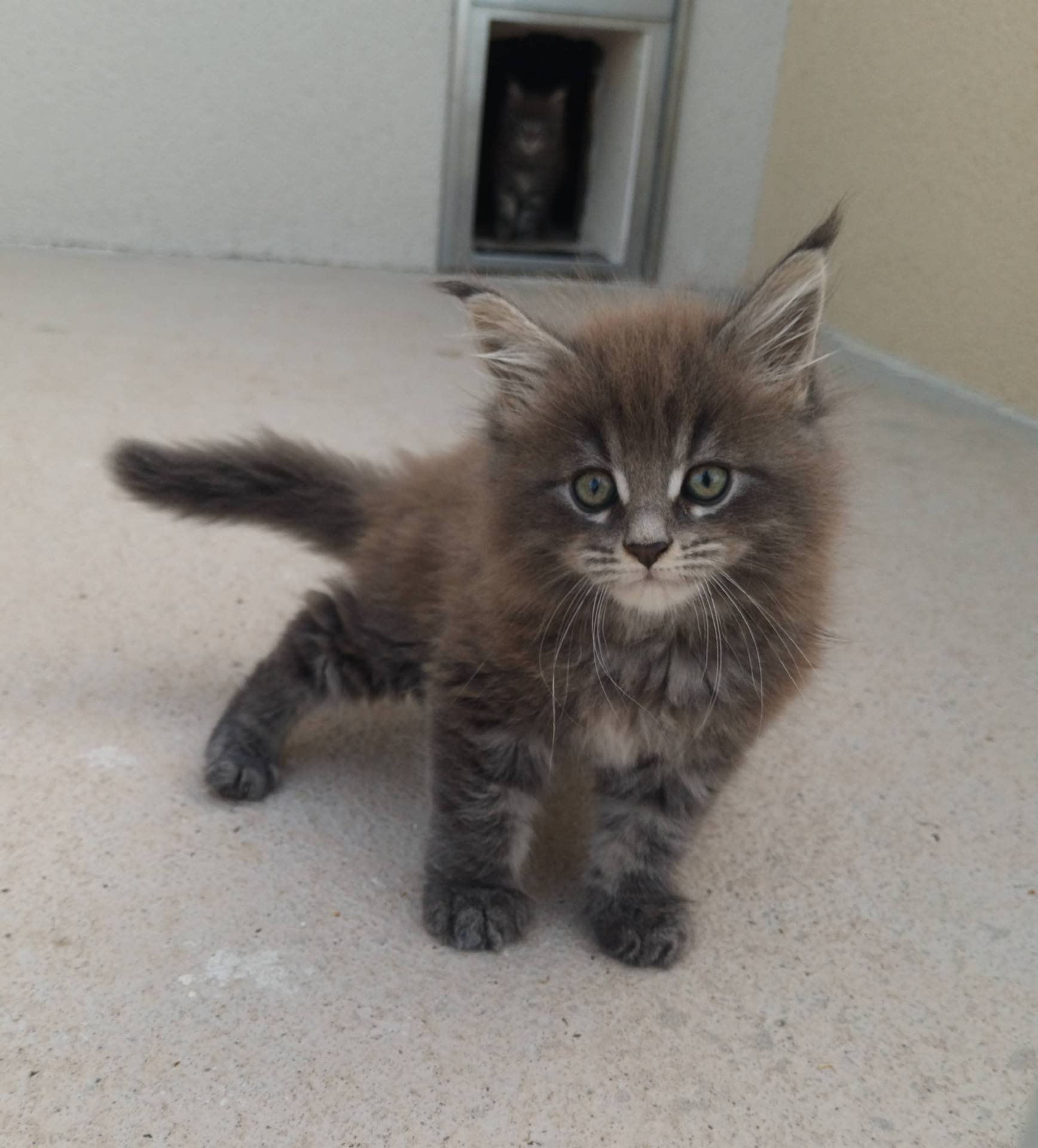 Maine Coon Loof Label Or première