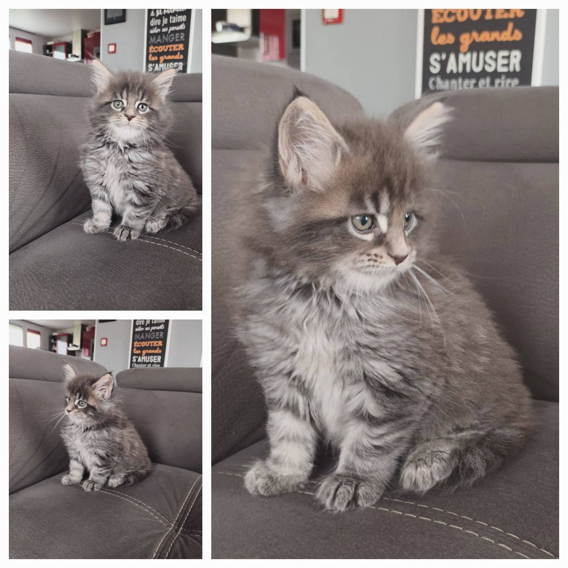 Maine Coon Loof Label Or troisième