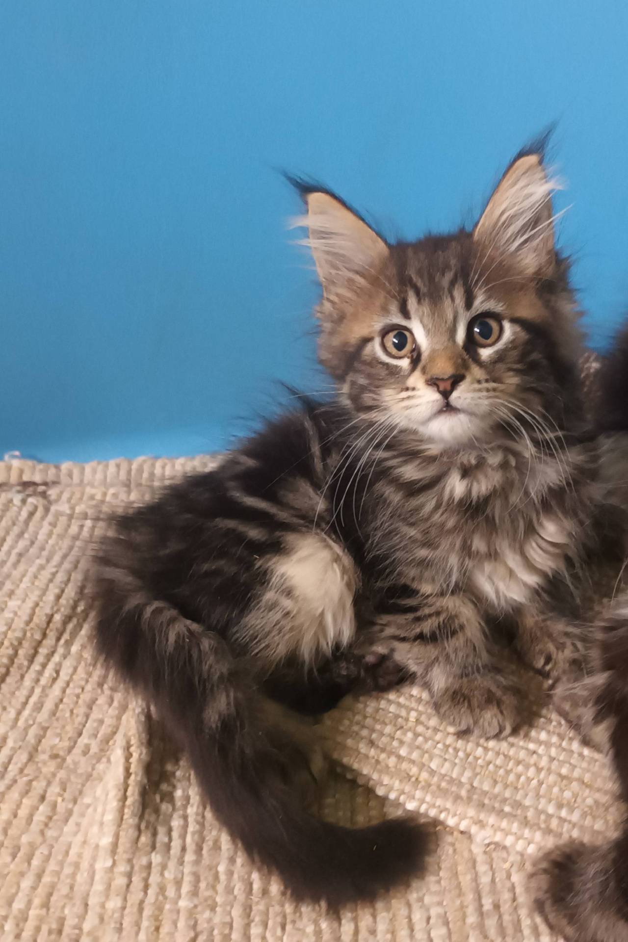 Maine Coon Loof Label Or deuxième