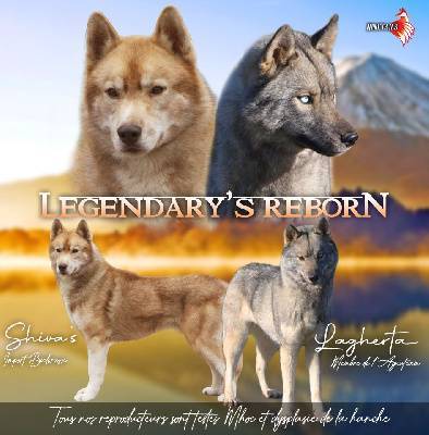 Femelles husky lof gris loup agouti  neuvième