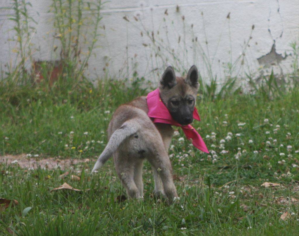 Femelles husky lof gris loup agouti  septième