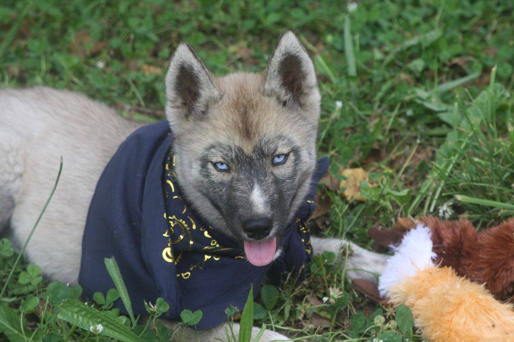 Femelles husky lof gris loup agouti  deuxième
