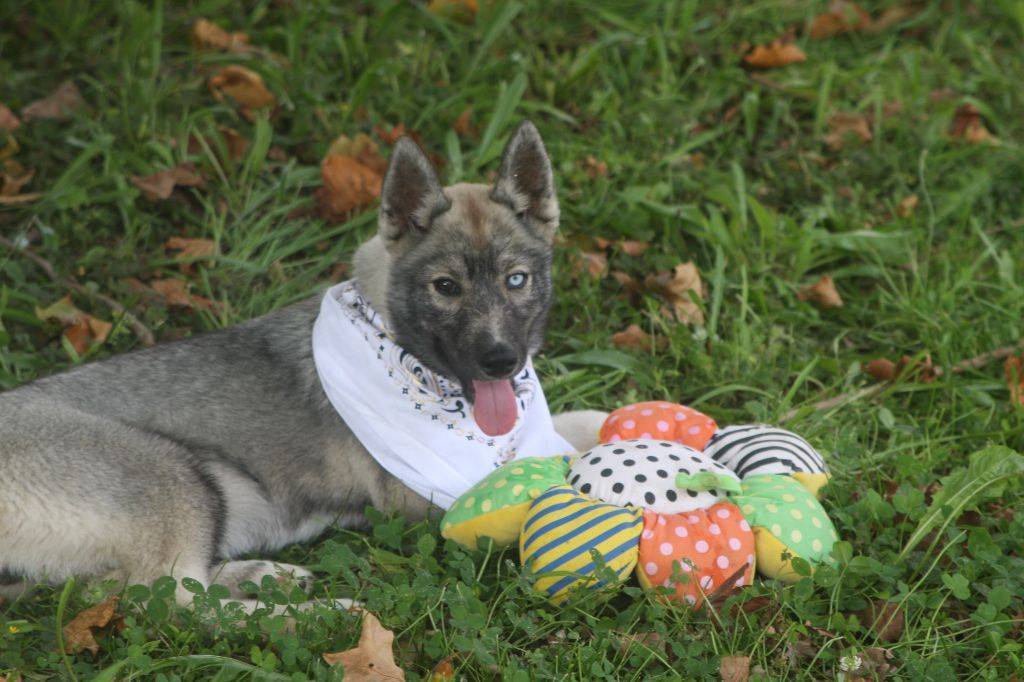 Femelles husky lof gris loup agouti  huitième