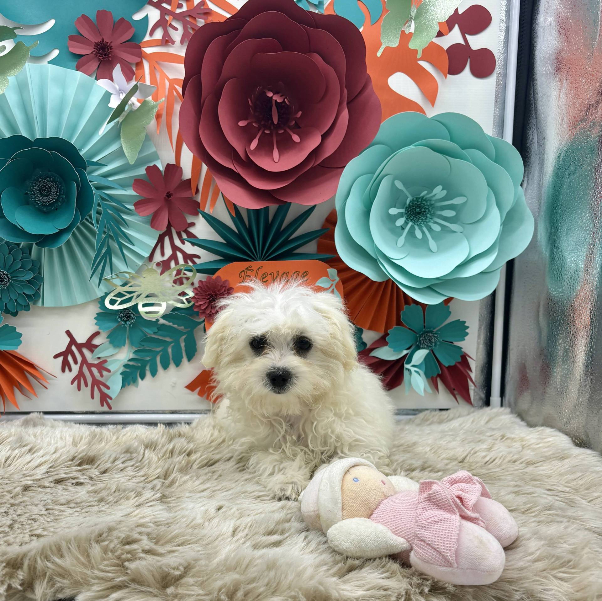 Bichon Maltais  quatrième