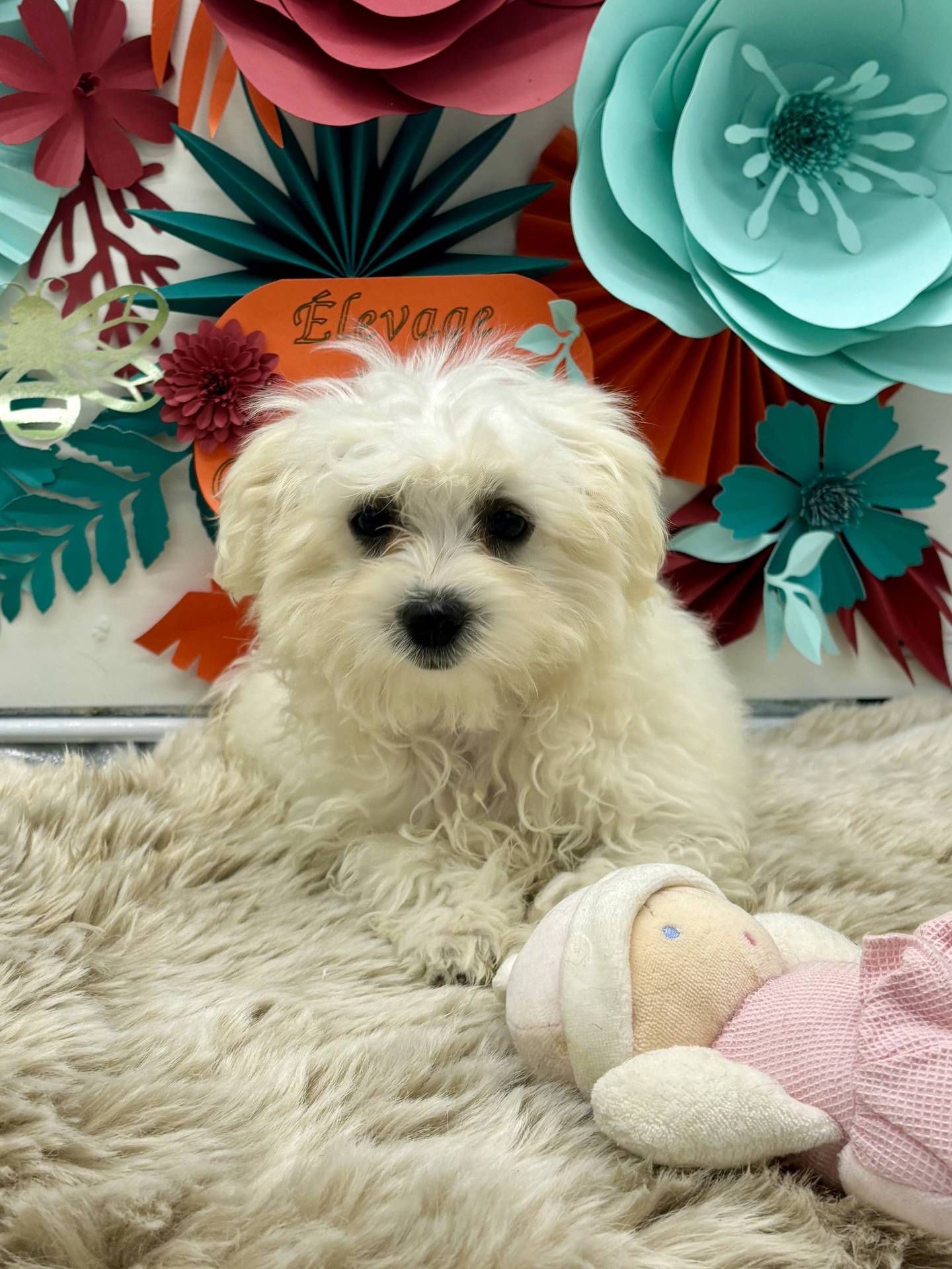 Bichon Maltais  sixième