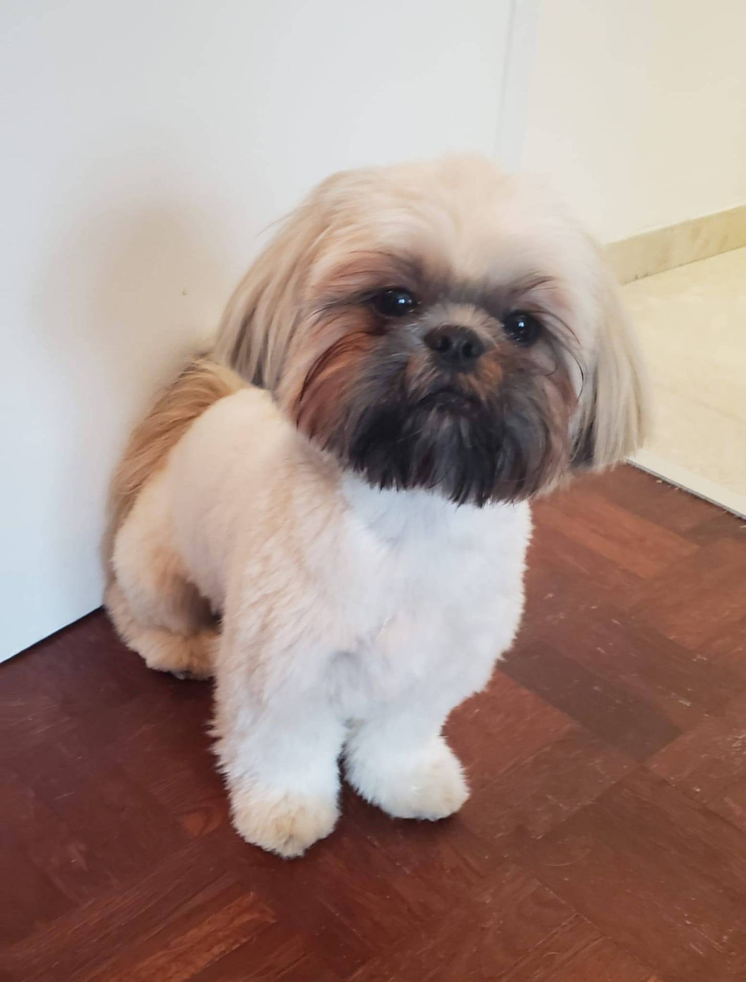 Chiots shih tzu deuxième