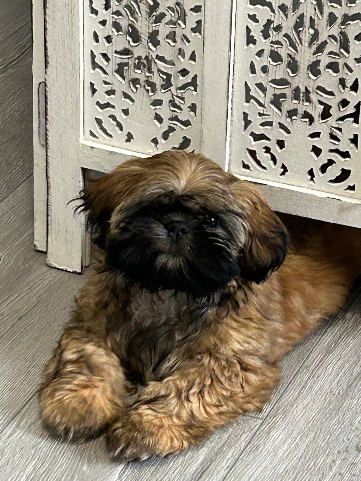 Chiots shih tzu sixième