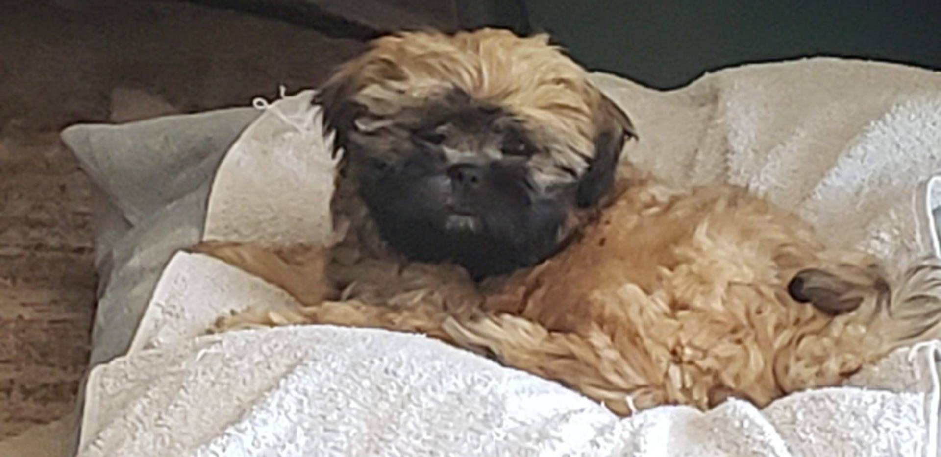 Chiots shih tzu troisième