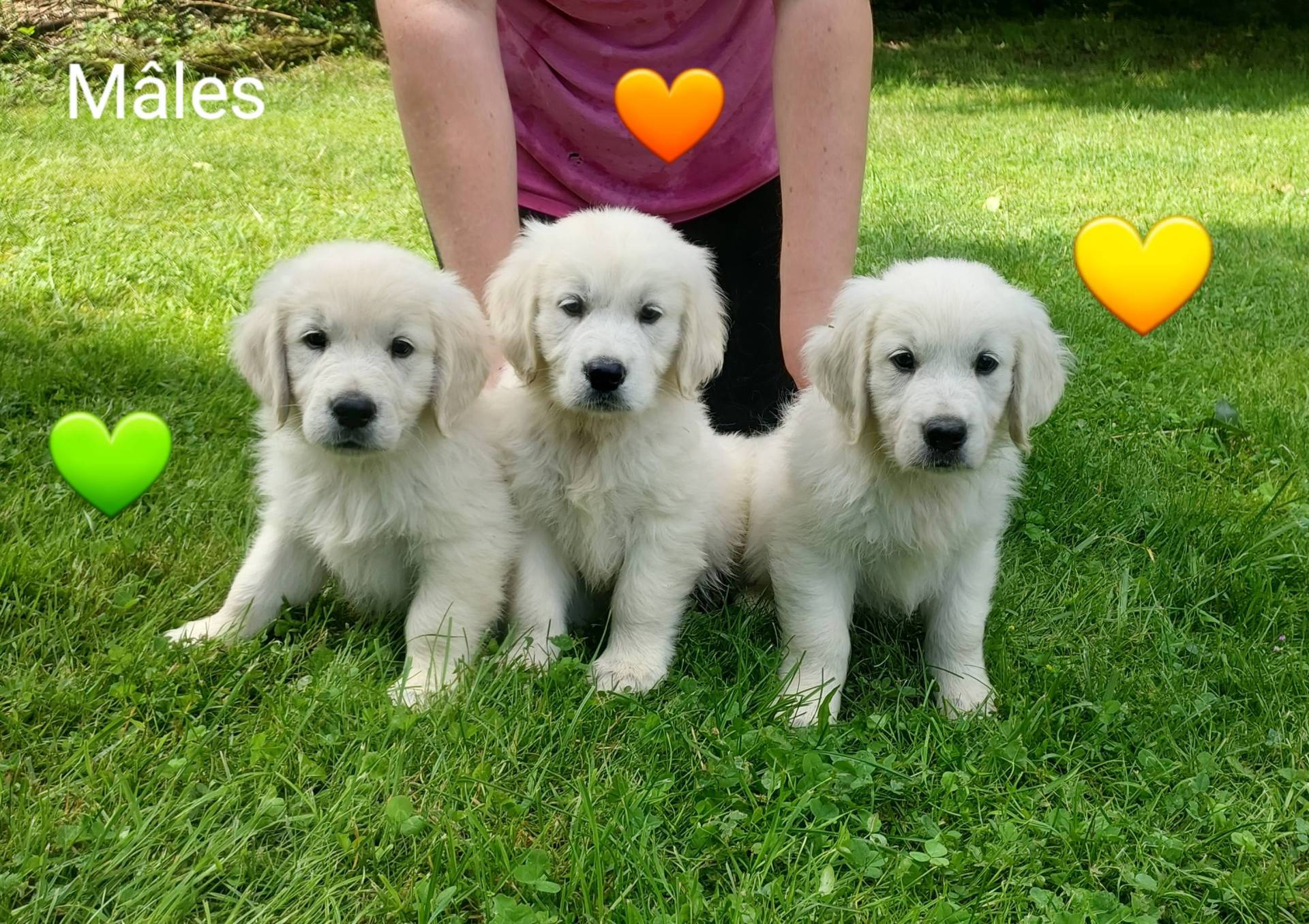 Chiot Golden Retriever Lof neuvième