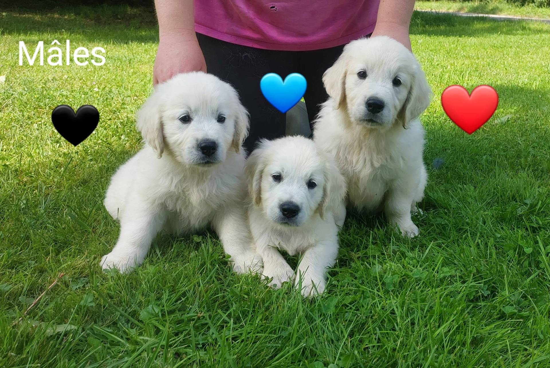 Chiot Golden Retriever Lof septième