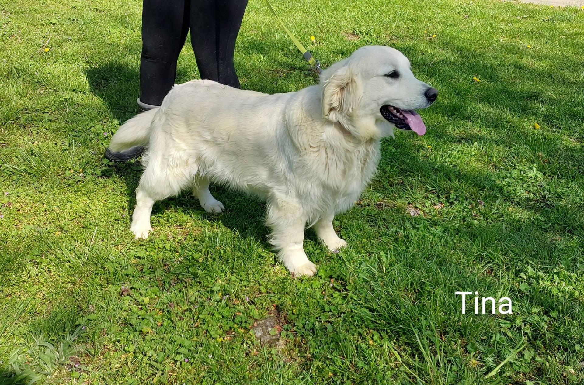 Chiot Golden Retriever Lof première