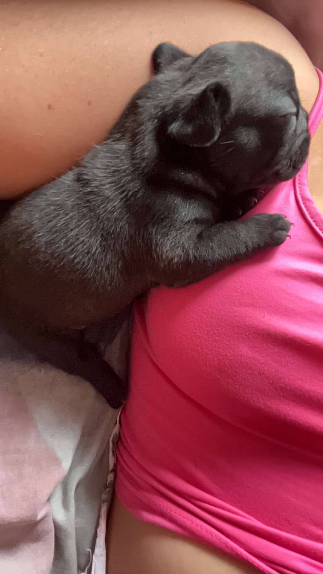 À réserver chiot bouledogue français  quatrième