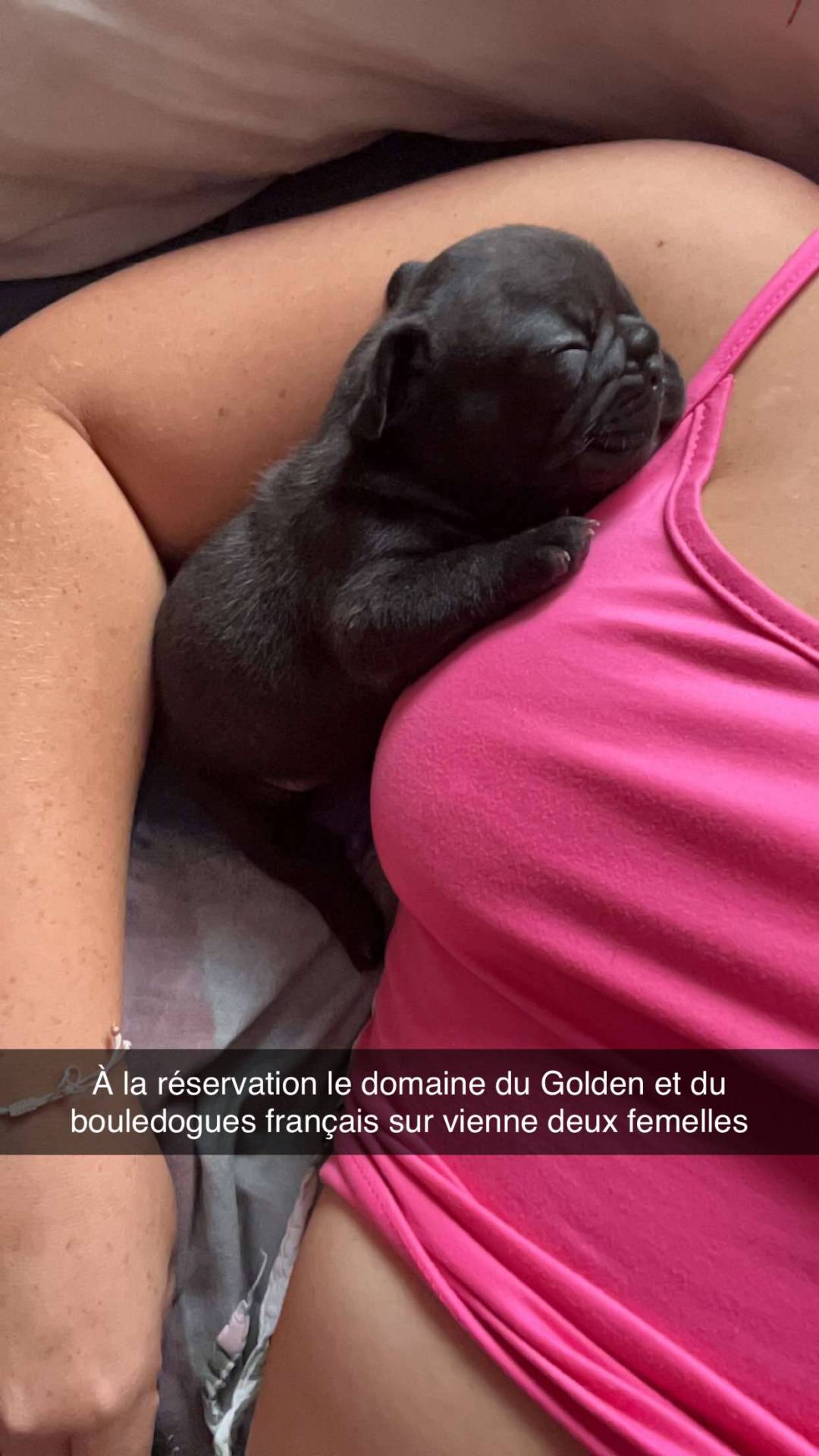 À réserver chiot bouledogue français  neuvième