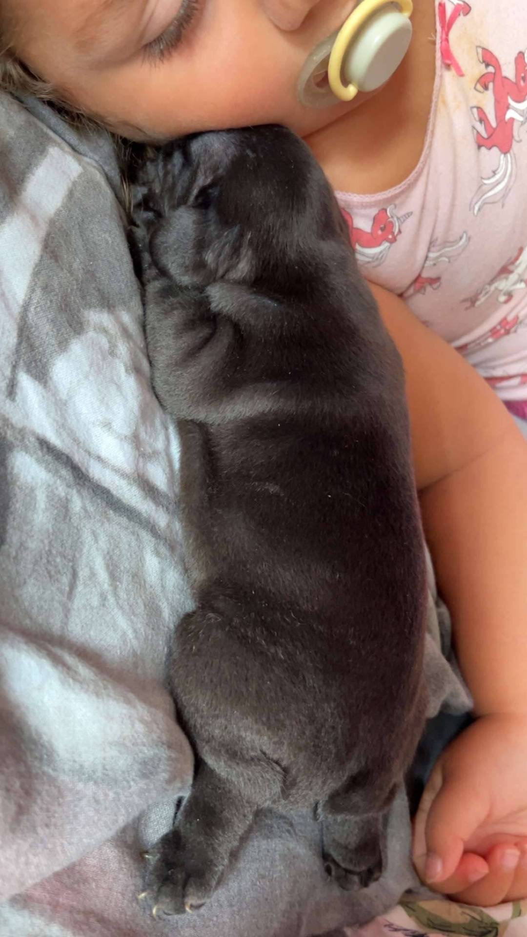 À réserver chiot bouledogue français  première