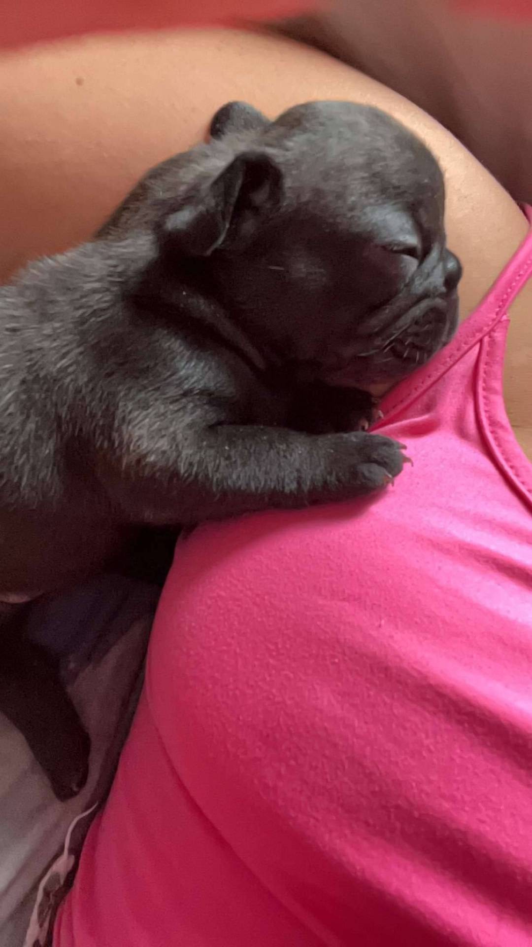 À réserver chiot bouledogue français  première