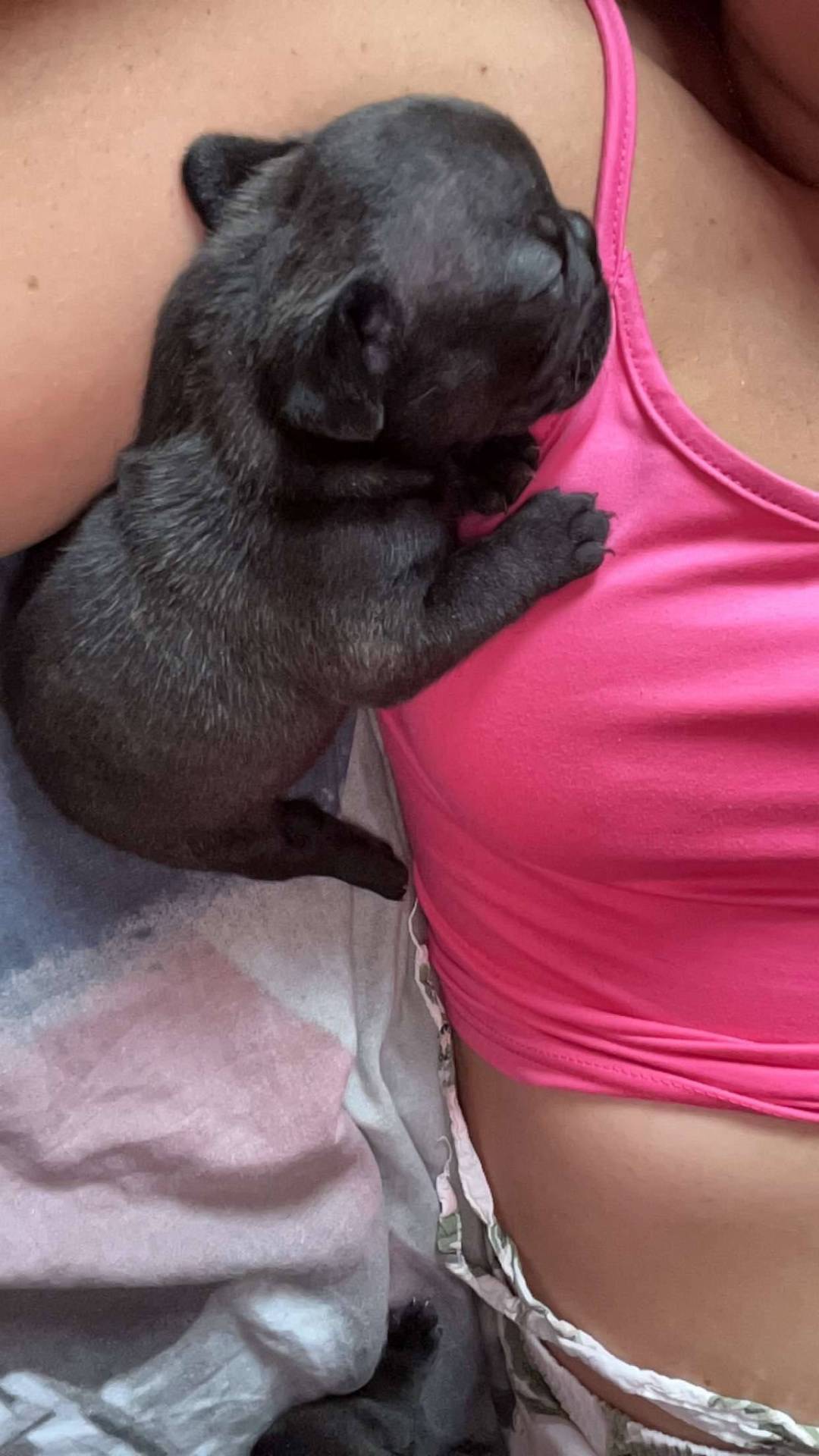 À réserver chiot bouledogue français  première