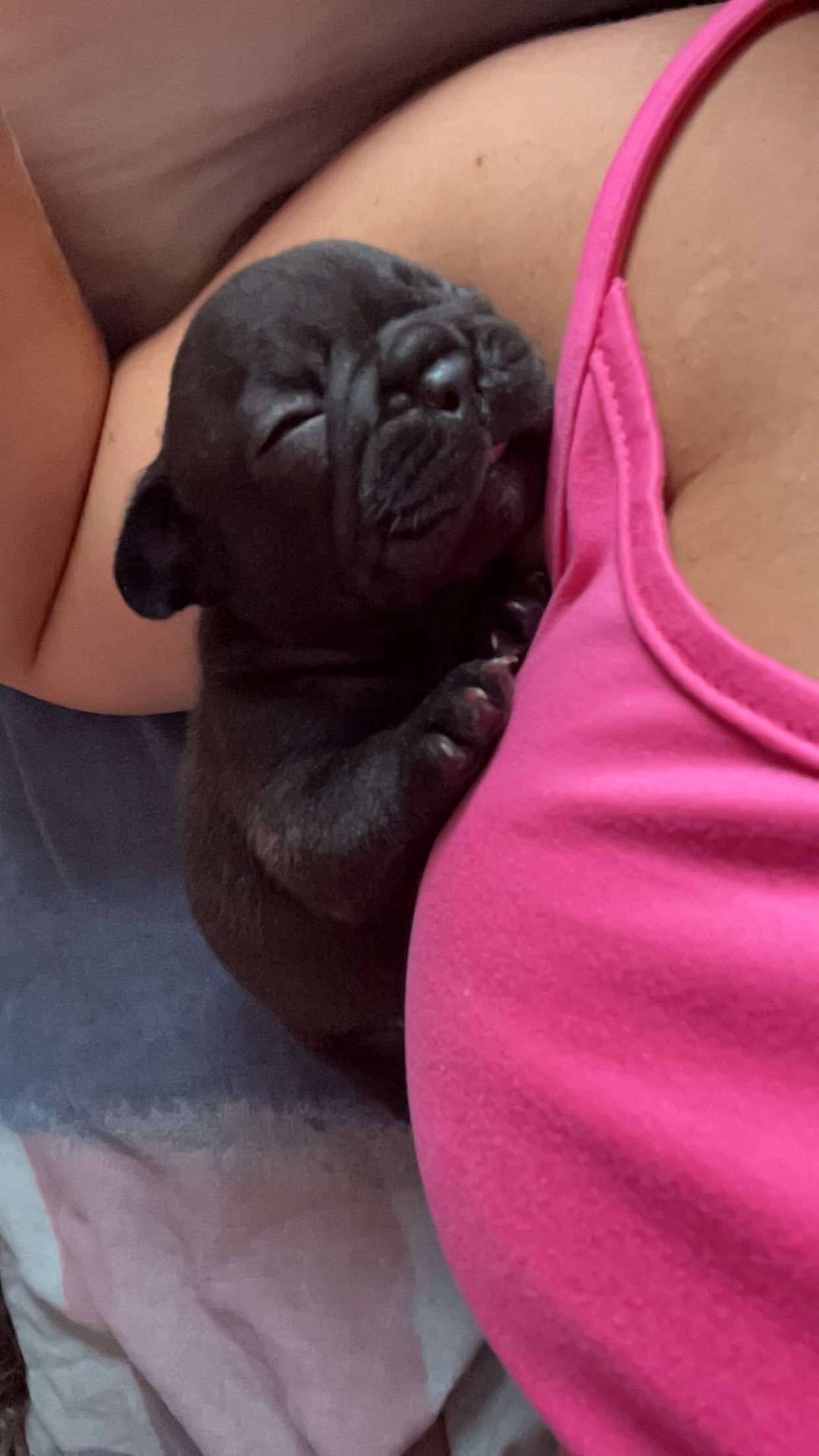 À réserver chiot bouledogue français  neuvième