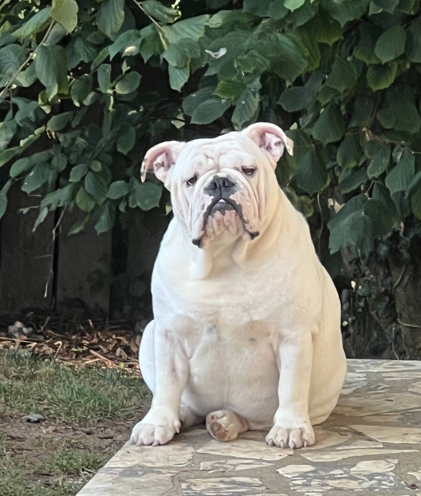Chiots Bulldogs Anglais  sixième