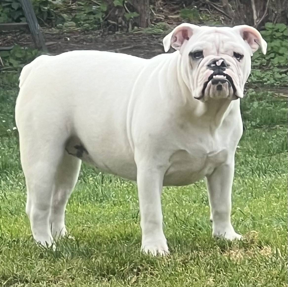Chiots Bulldogs Anglais  cinquième
