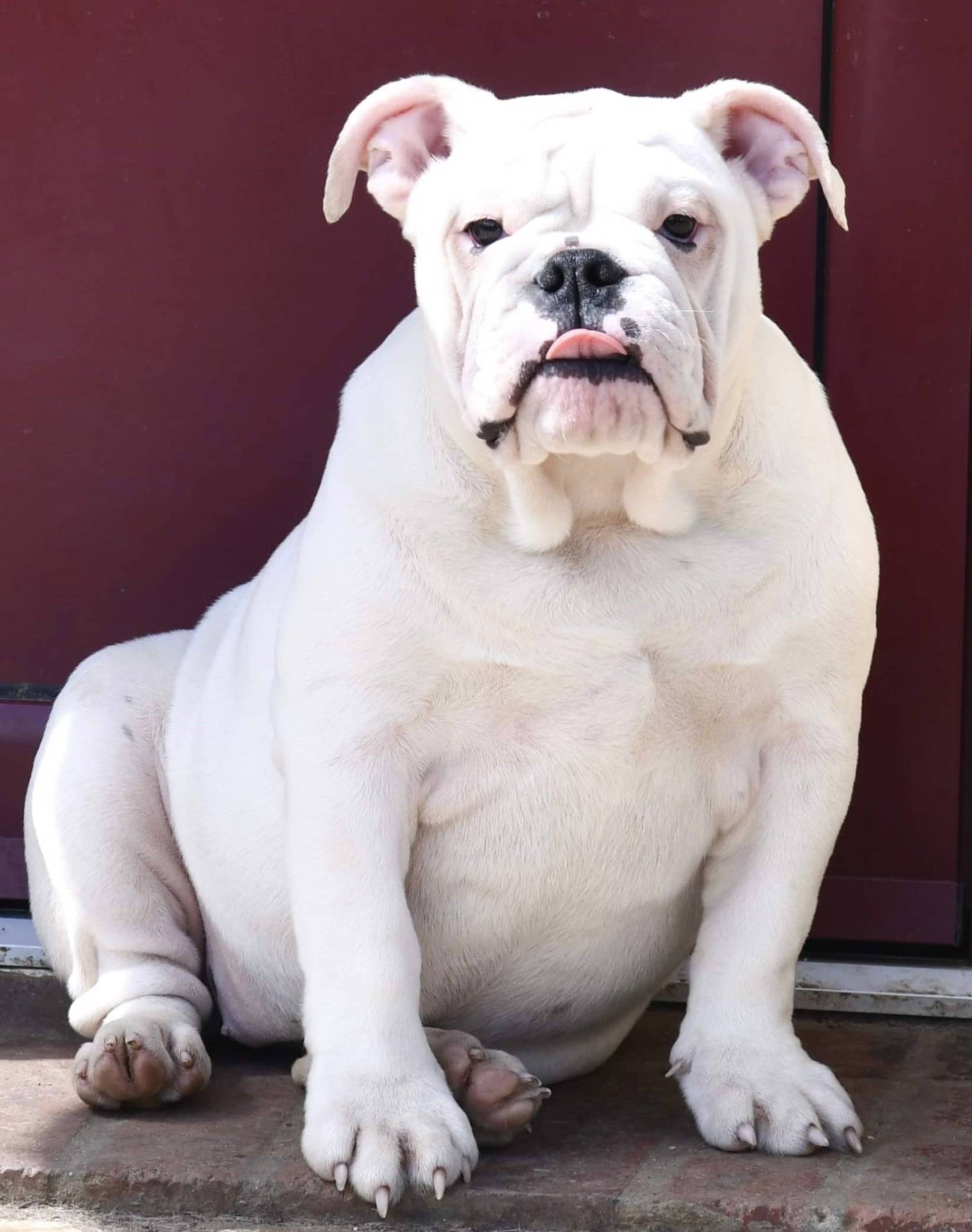 Chiots Bulldogs Anglais  huitième