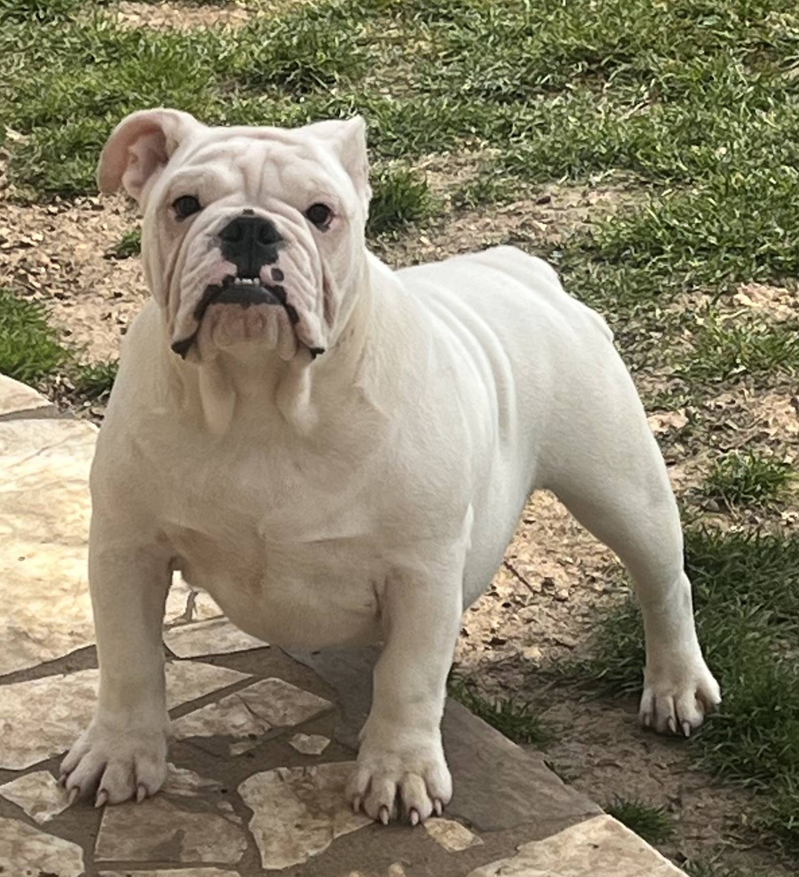 Chiots Bulldogs Anglais  quatrième