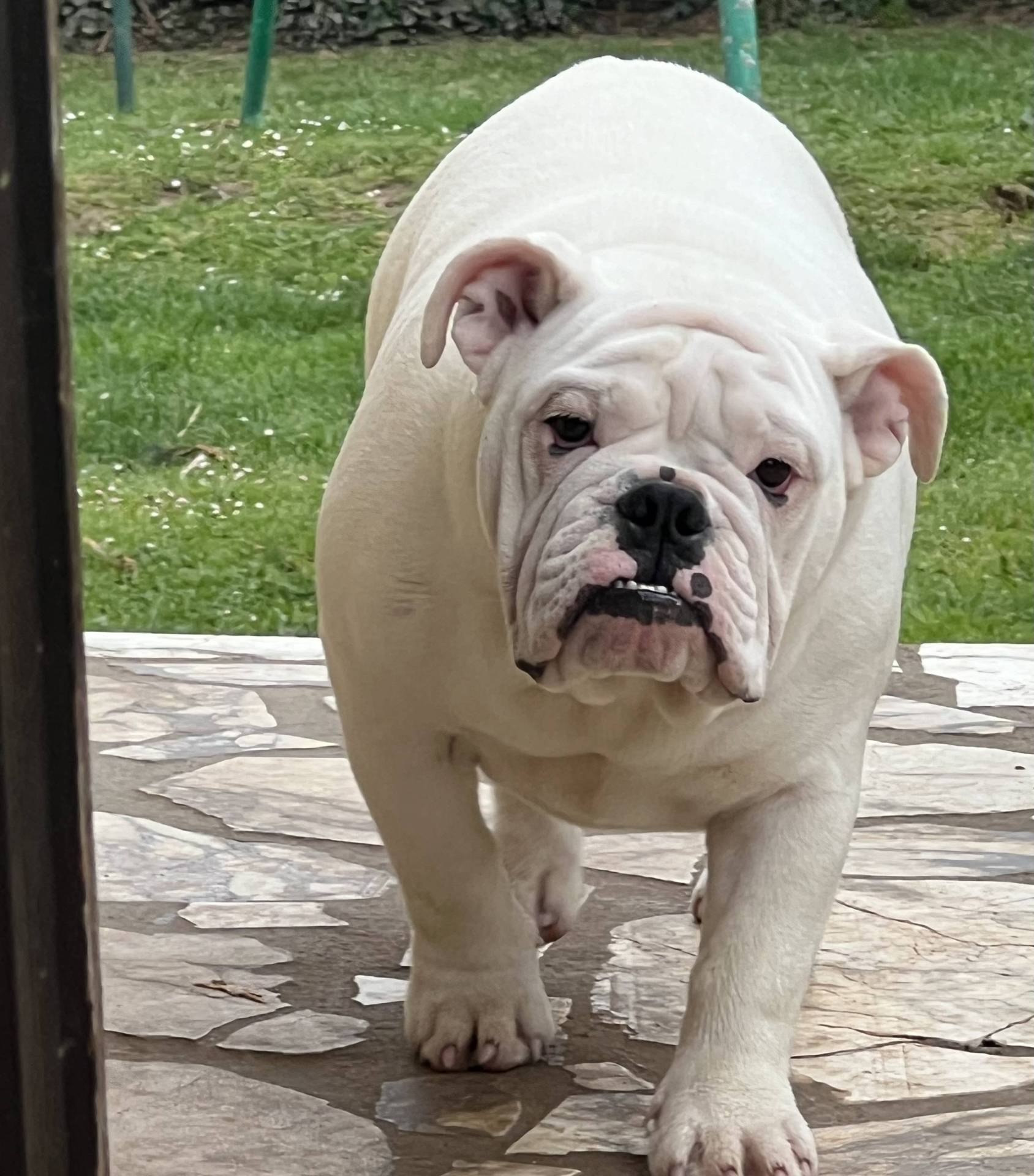 Chiots Bulldogs Anglais  première