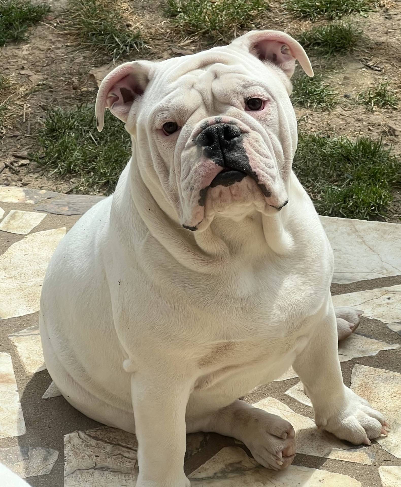 Chiots Bulldogs Anglais  deuxième