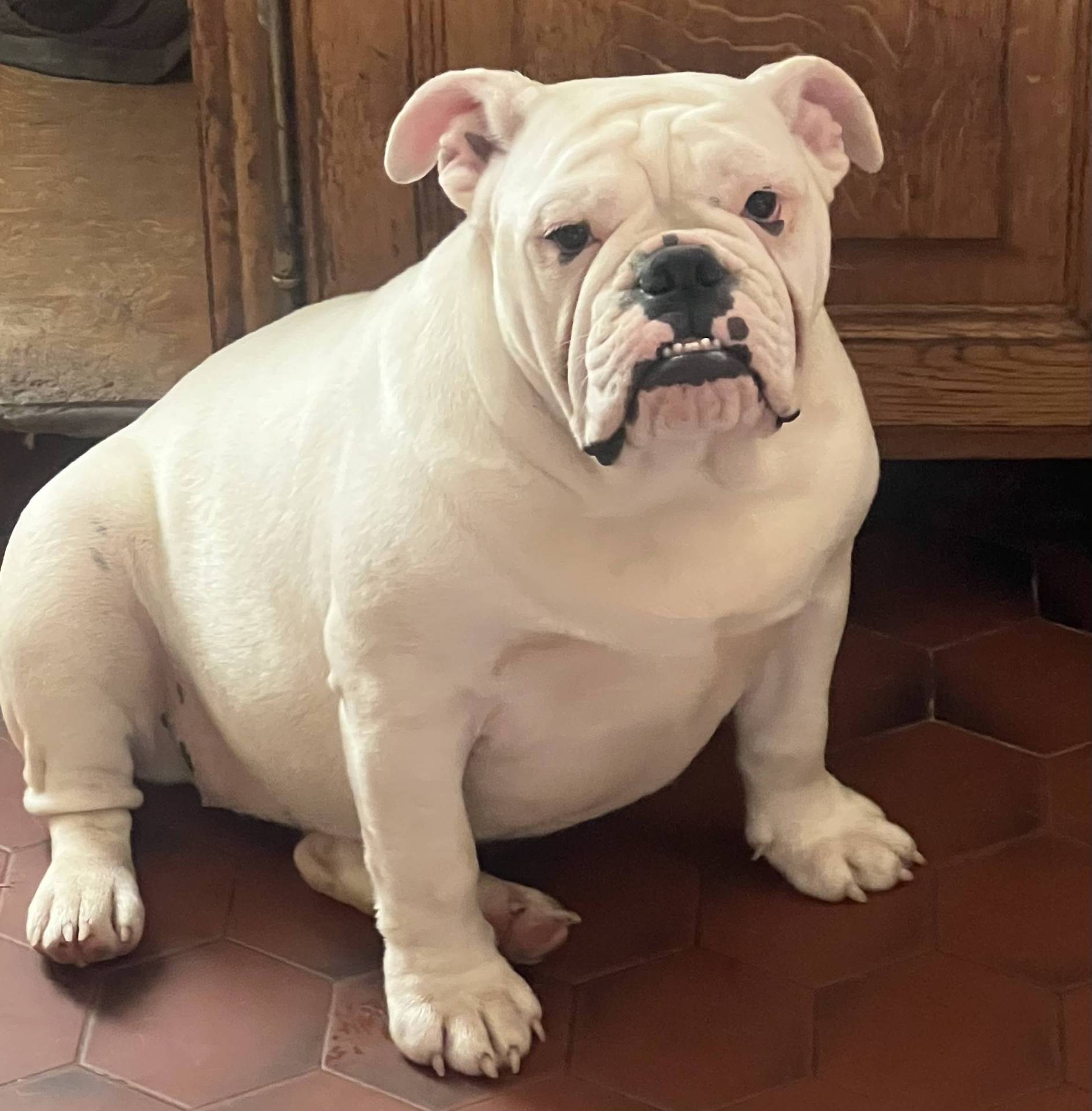Chiots Bulldogs Anglais  première