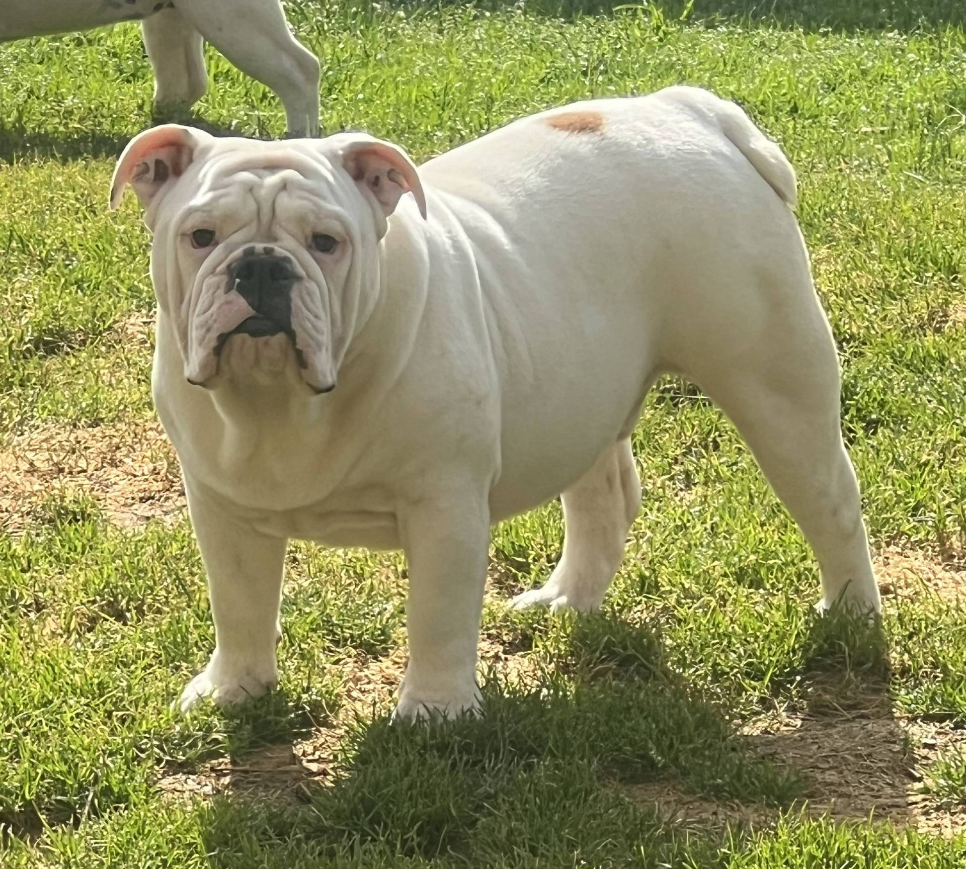 Chiots Bulldogs Anglais  huitième