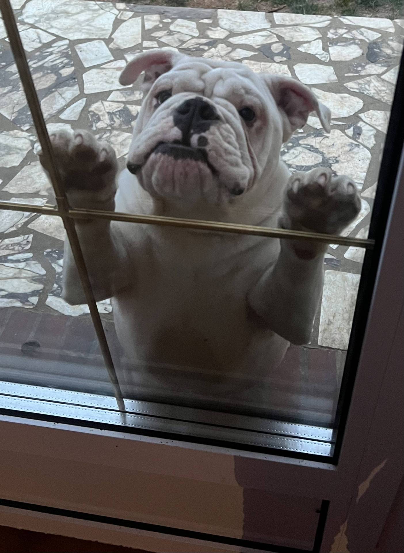 Chiots Bulldogs Anglais  huitième