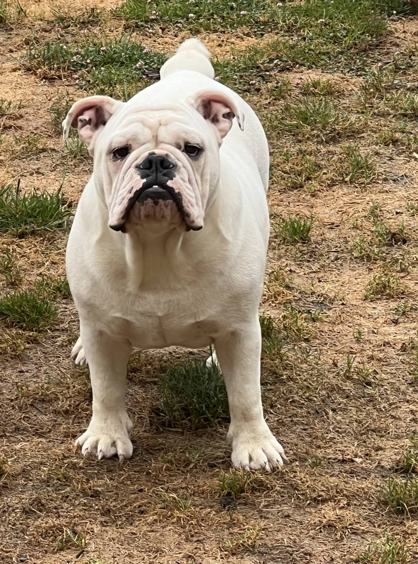 Chiots Bulldogs Anglais  neuvième