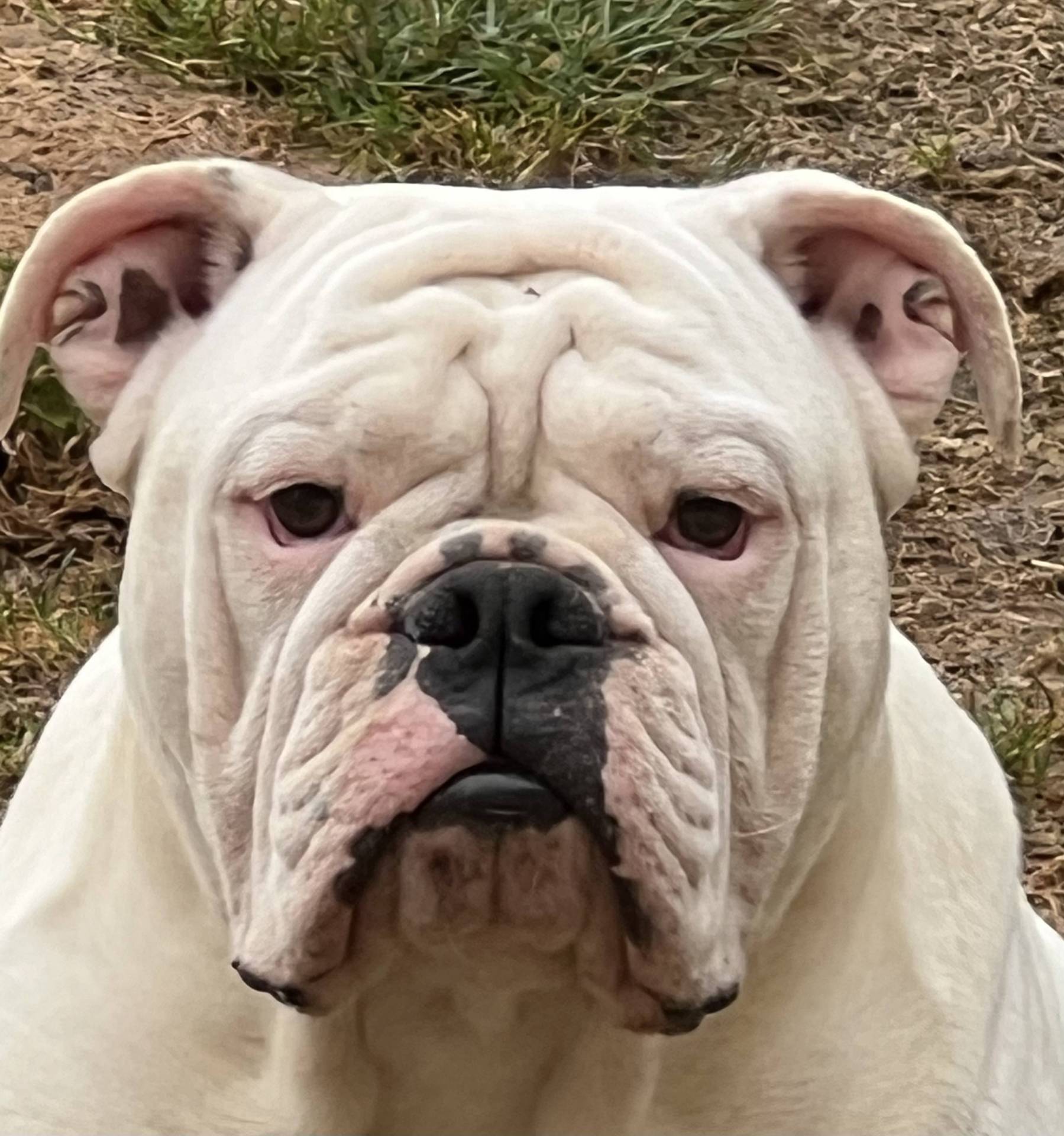Chiots Bulldogs Anglais  huitième