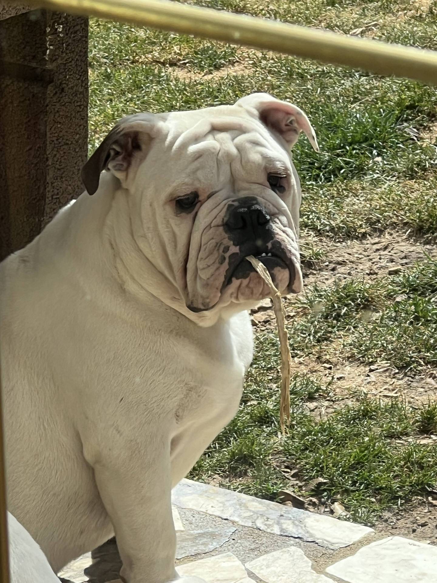 Chiots Bulldogs Anglais  deuxième