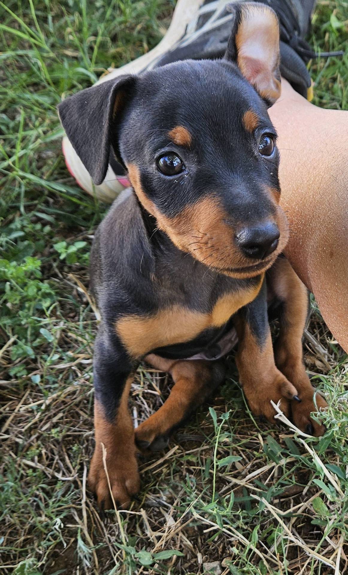 Adorables chiot Pinscher Nain Lof quatrième