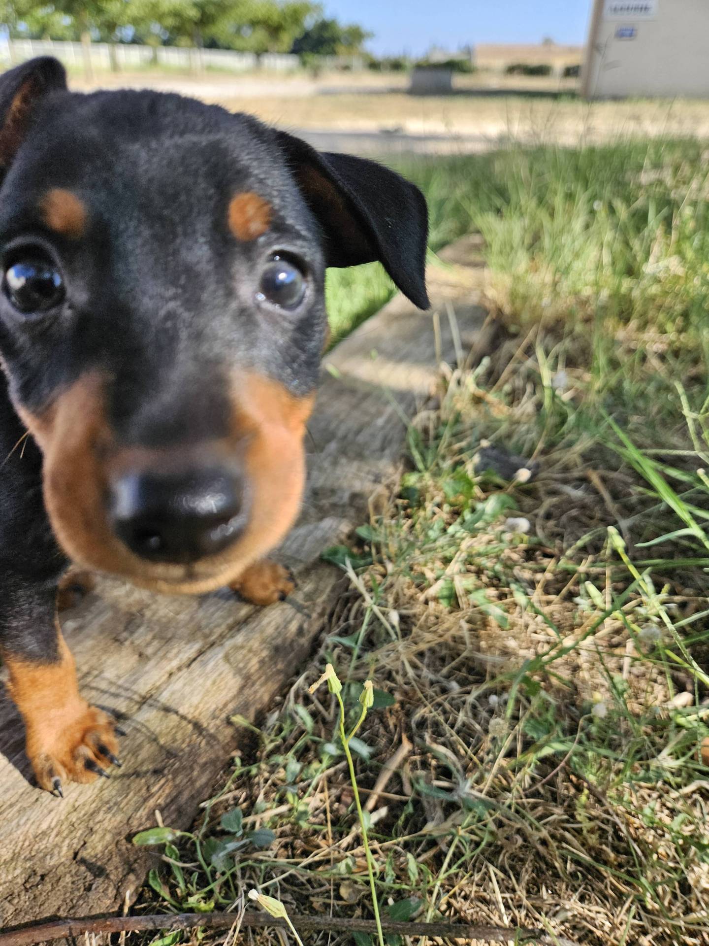 Adorables chiot Pinscher Nain Lof première