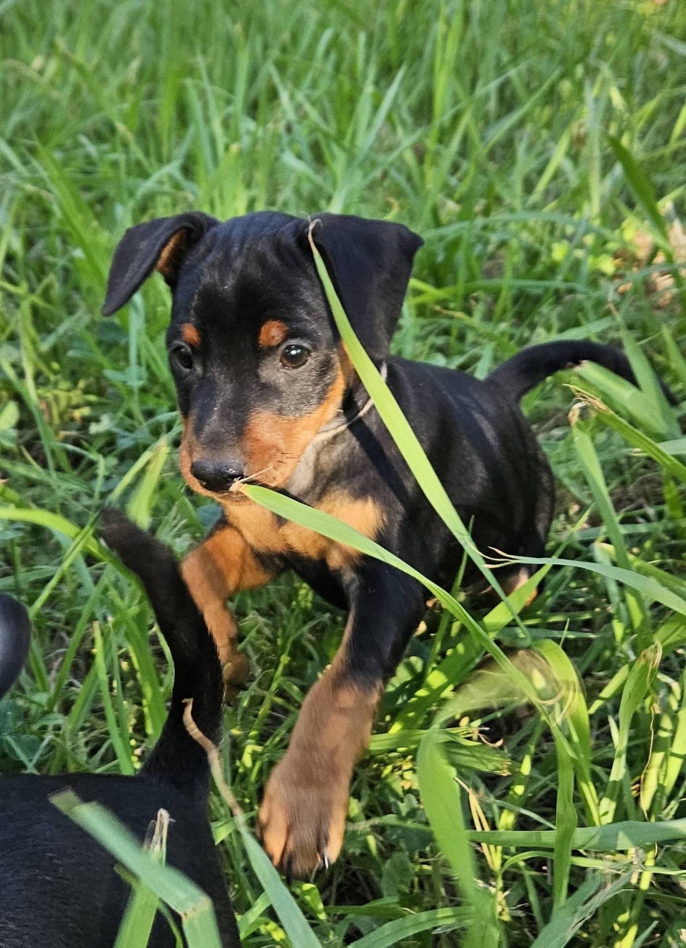Adorables chiot Pinscher Nain Lof sixième