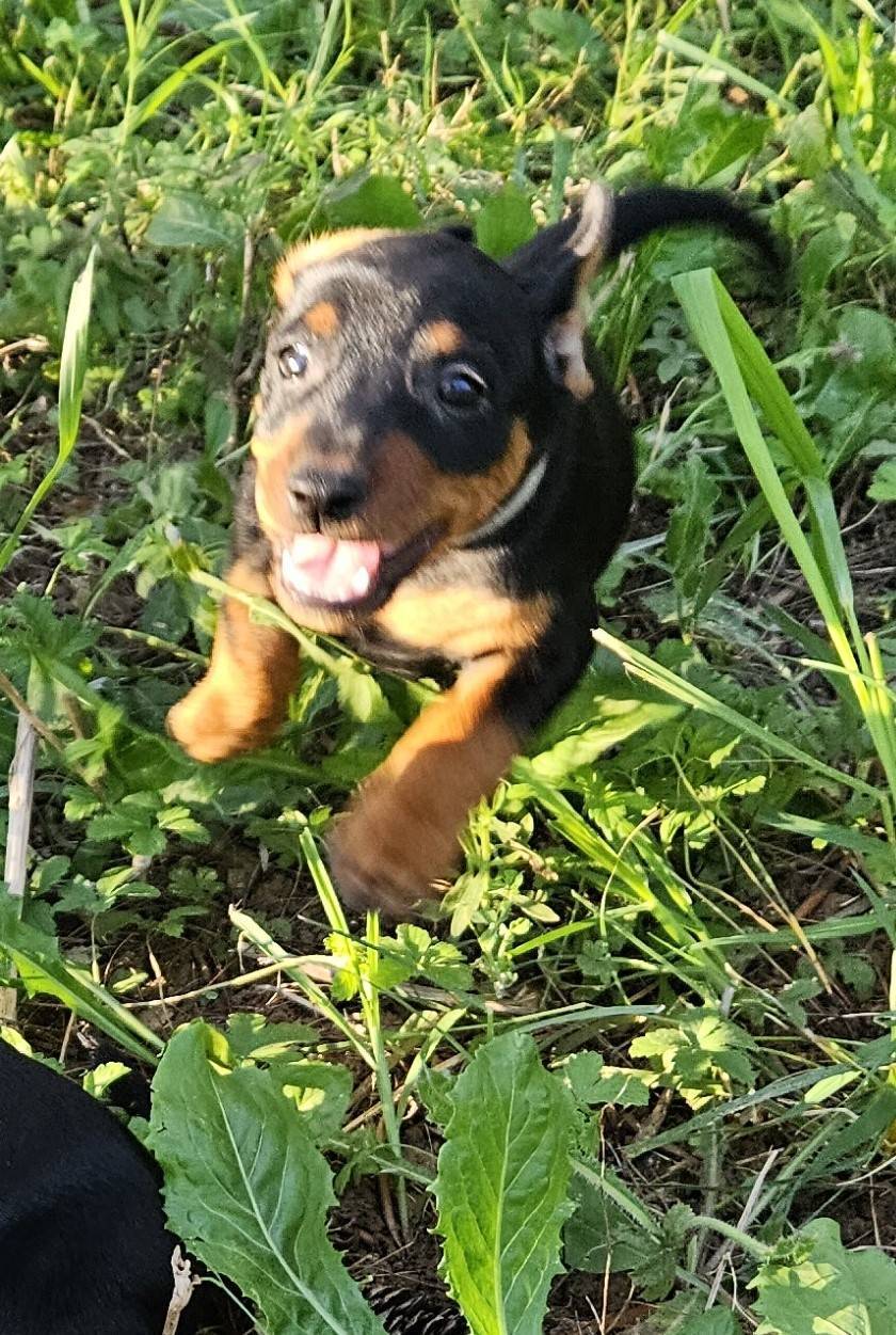 Adorables chiot Pinscher Nain Lof cinquième