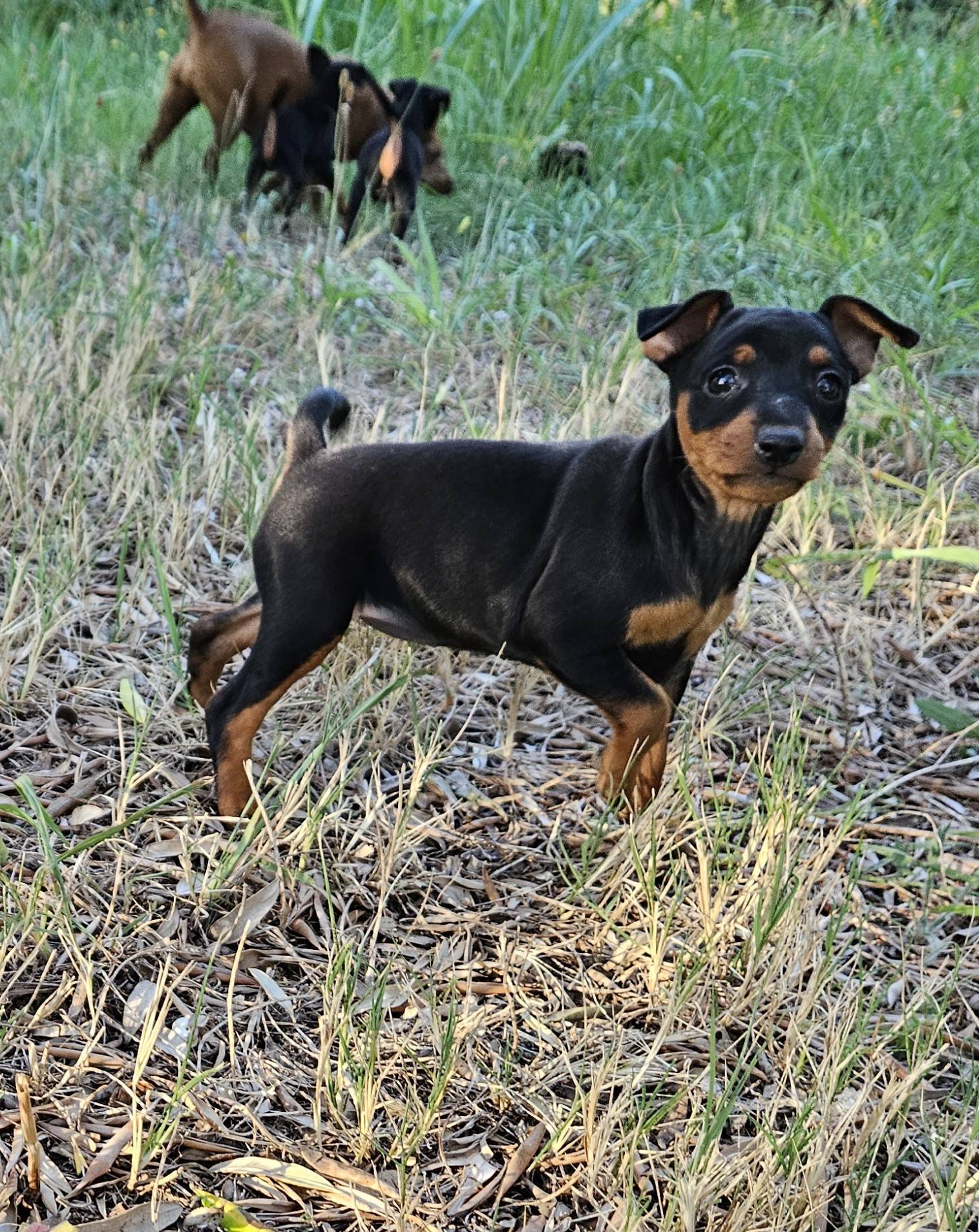 Adorables chiot Pinscher Nain Lof deuxième