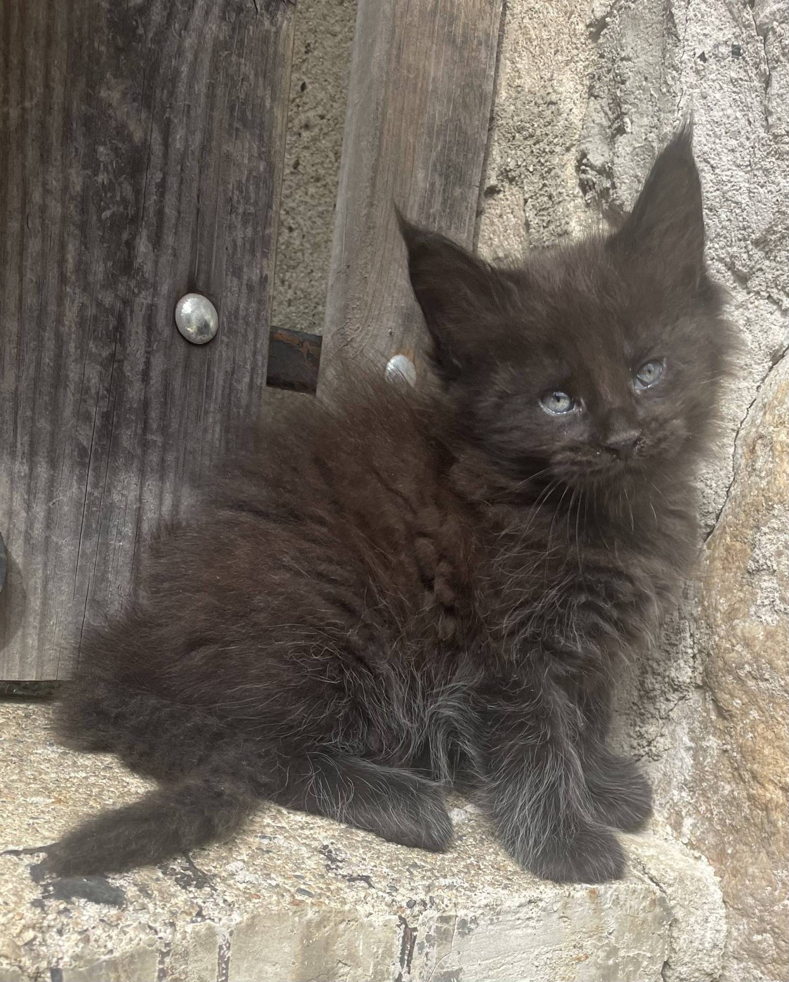 Chatons Maine coon loof sixième