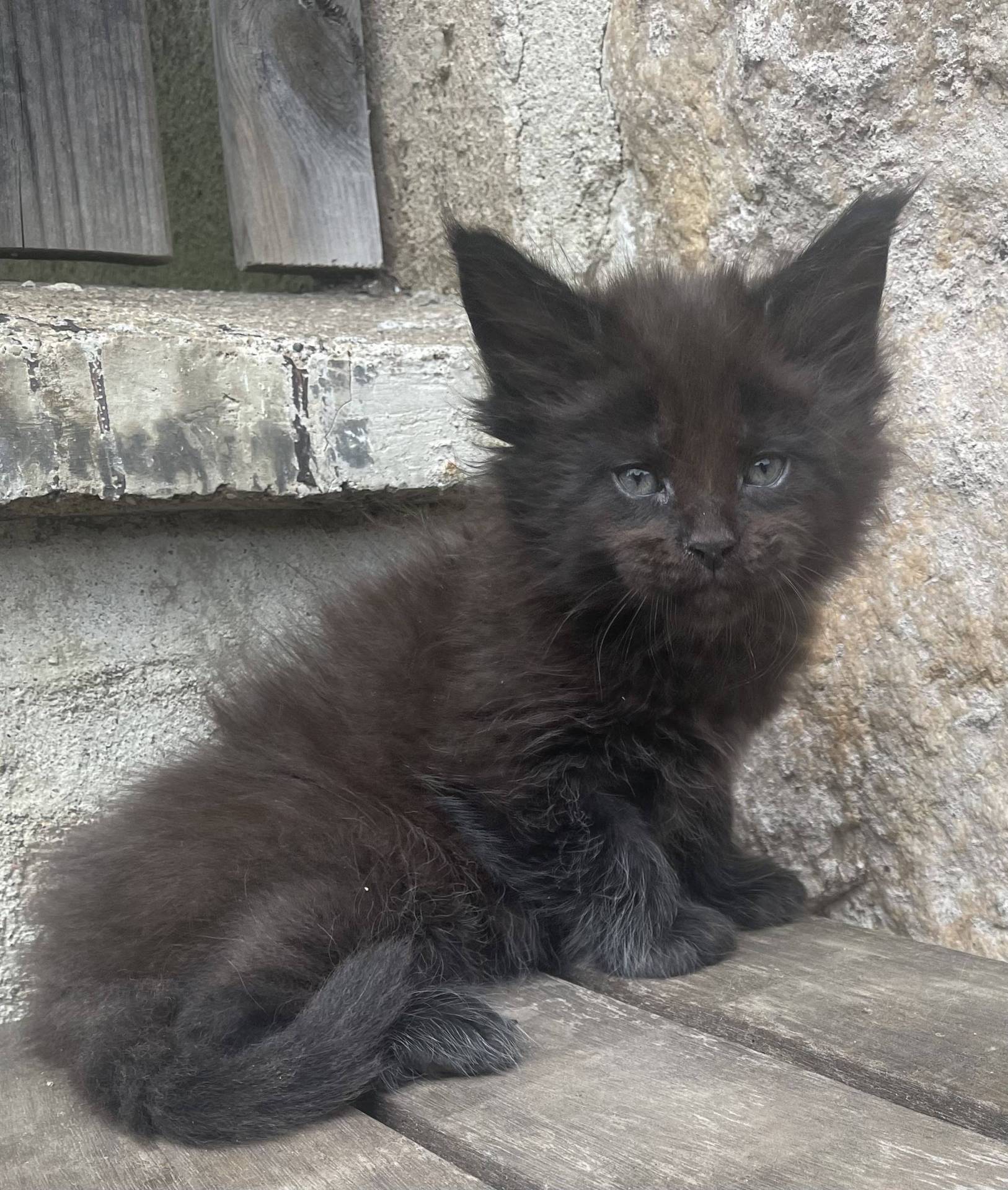 Chatons Maine coon loof troisième