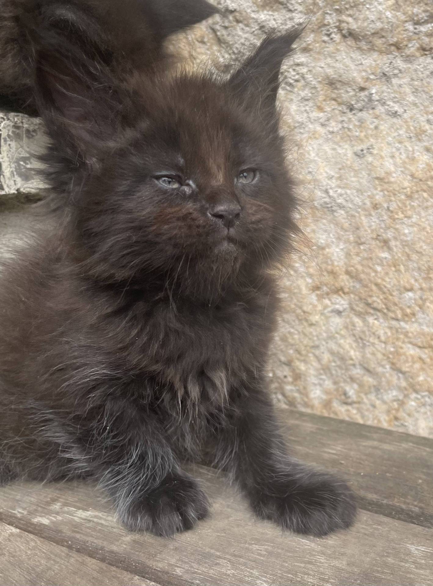 Chatons Maine coon loof neuvième