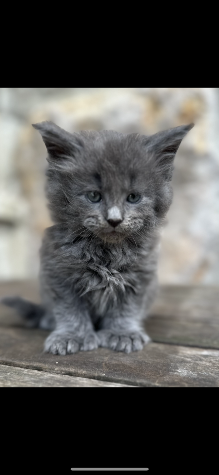 Chatons Maine coon loof troisième