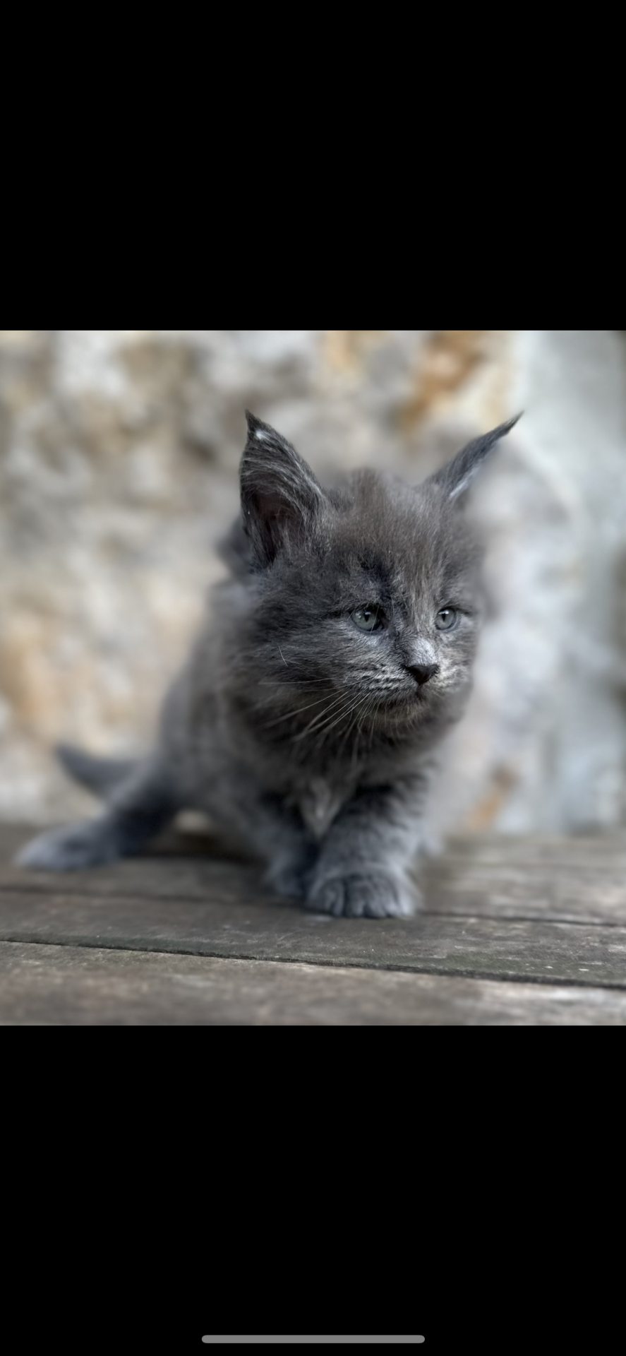 Chatons Maine coon loof première