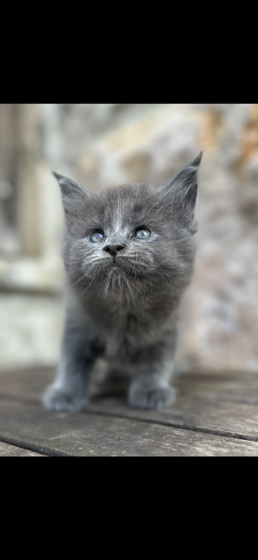 Chatons Maine coon loof cinquième