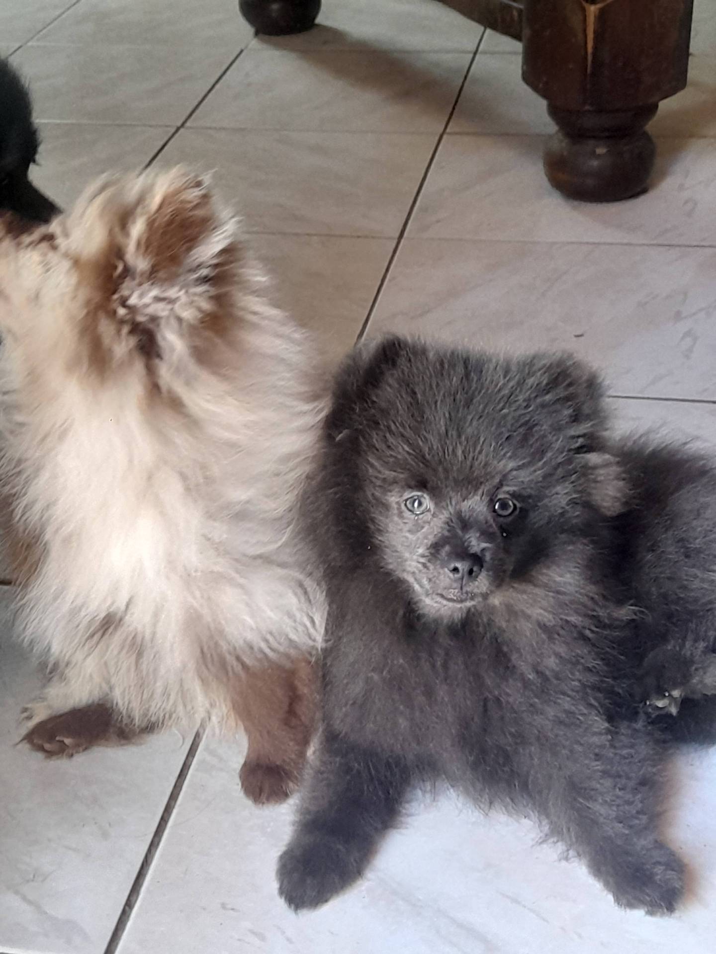Chiot Spitz femelle taille petite   septième
