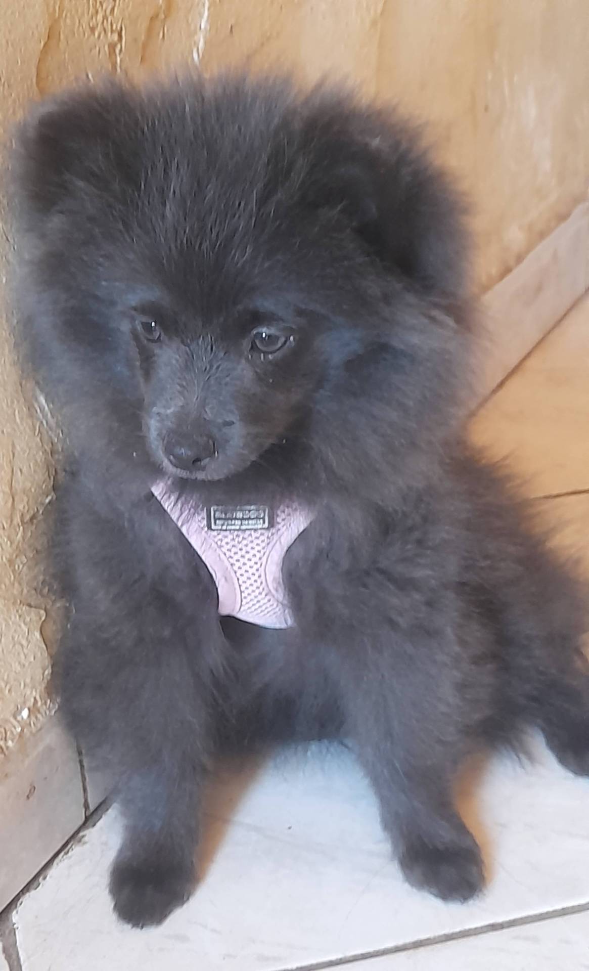 Chiot Spitz femelle taille petite   troisième